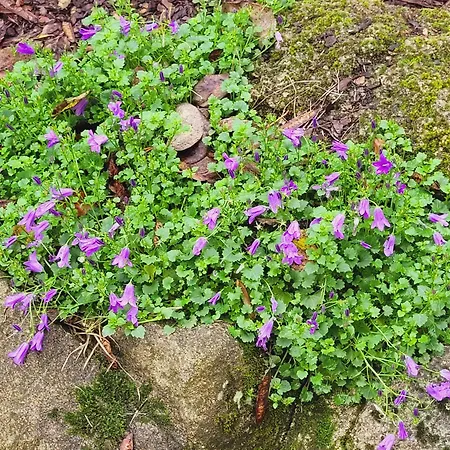 Aumônerie Du Prieuré Couette-café Pouzauges