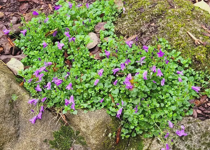 Aumonerie Du Prieure Bed & Breakfast Pouzauges