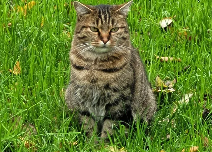 Couette-café Aumônerie Du Prieuré